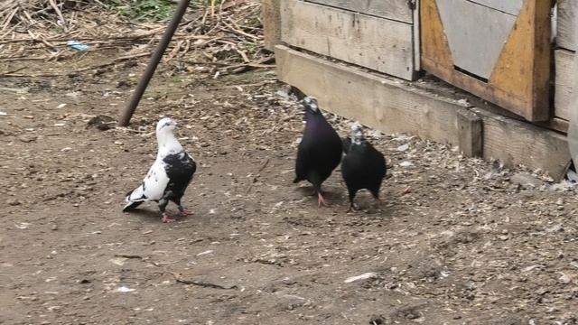 Голуби Гегама в Невинномысске! 25г смотреть онлайн