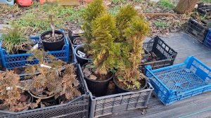 Осмотр растений которые могут не выйти из зимы,7 января 2026год