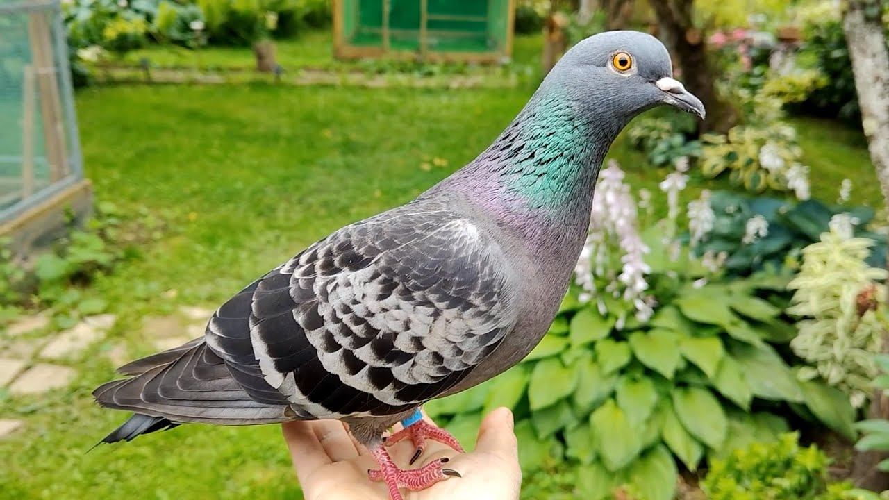 АНАСТАСИЯ. Милая голубушка Цыпа смотреть онлайн