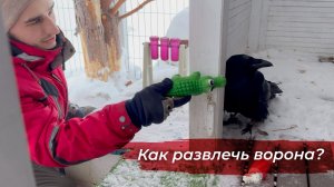 Игры с вороном / Распаковываем подарки подписчиков!
