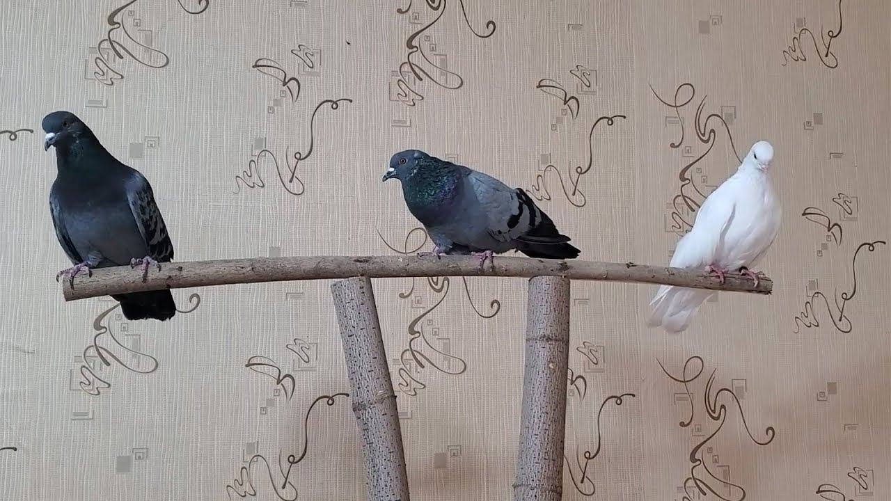 Новая присада для птиц и жидкое стекло на мебель смотреть онлайн