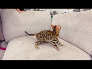 ВЛОГ Купили КОШКУ ! Маленький леопард у нас дома ! Ванильная Семья