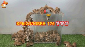 Крысоловка вариант (176) 🐀 Как сделать крысоловку своими руками и поймать кучу крыс 🐀🐁🐀
