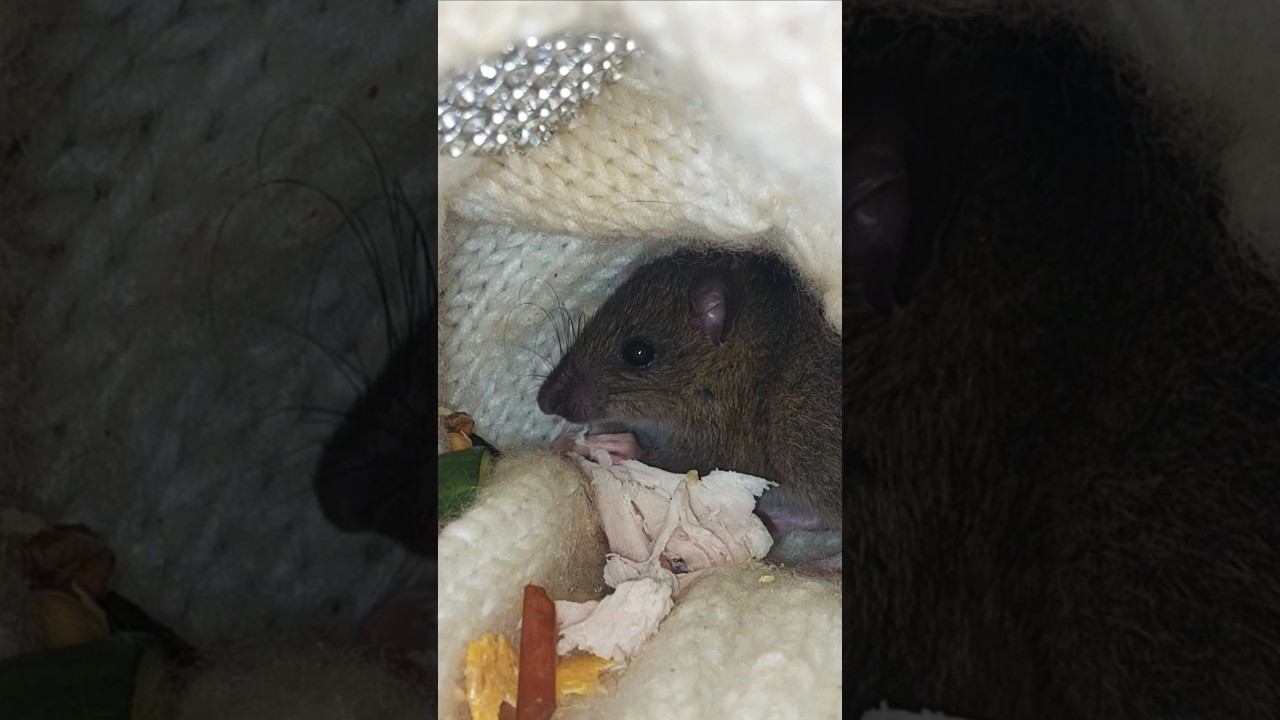 Малыш Базика #мышка #крыска #животные смотреть онлайн