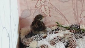 Воробей Боня непоседа такая