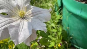 Белый клематис зацвел