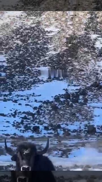 як таранит машину