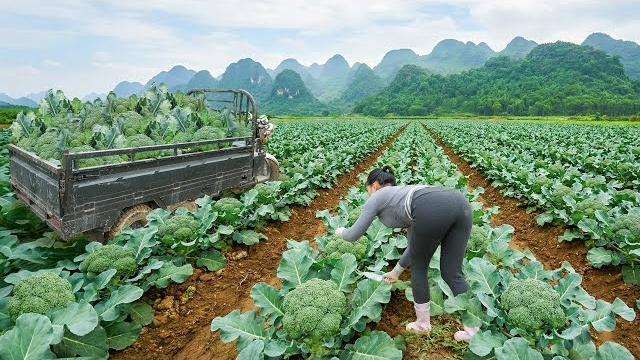 Сбор большого количества цветной капусты на овощном поле. Везу на трицикле продавать ее на рынок