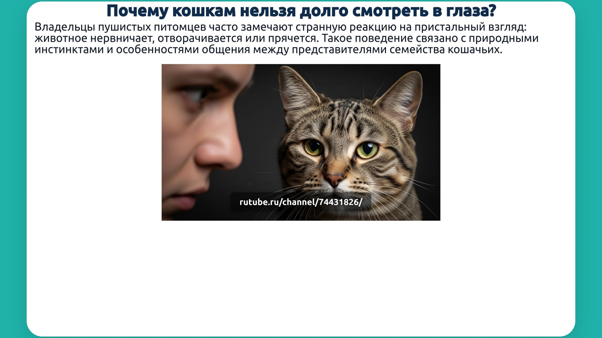 Почему кошкам нельзя долго смотреть в глаза?