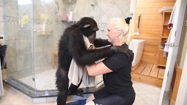 Вечерний распорядок Шипанзе смотреть онлайн