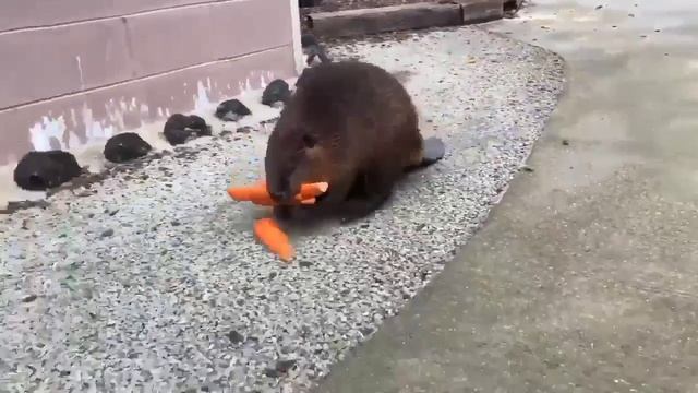 Затарился смотреть онлайн