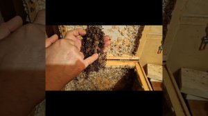 Огневка
Пасека и ферма по Выращиванию Огневки. Восковая моль. ПЖВМ. Мед.