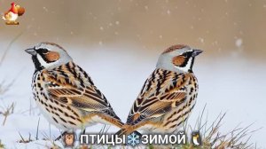 Птицы зимой в лесу 🐦_⬛🦉🦅 видео для отдыха душой 🌲(15)