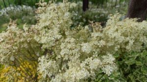 Лабазник или Таволга! Красивое неприхотливое растение!