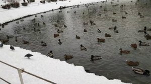 Возврат в обычную еду. Жизнь в городе зимой.