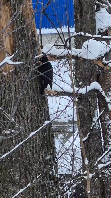 Чёрный дятел в лесопарке смотреть онлайн