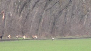 Охота на зайца с собаками сезон 2025-2026г (31часть)