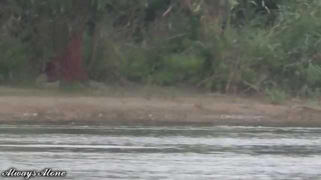 ВОДА КИПИТ ОТ РЫБЫ. ПОПАЛ НА ЛЕТНИЙ ЖОР. Рыбы так много, клюёт на каждом забросе. смотреть онлайн