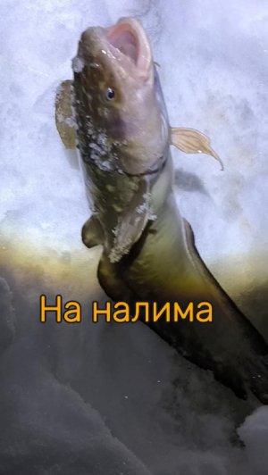 На налима р. Нура
