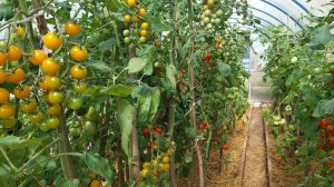 Томаты эти беру на новый сезон