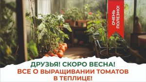 Всё, что вы хотели знать о выращивании томатов в теплице. Эксперты Елена Храмушина и Елена Чистякова