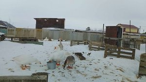 7 января, с рождеством христовым