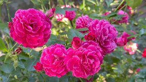 Июль в Саду 20 июля 2025 часть 3