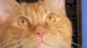 подпишитесь на басик корабасик