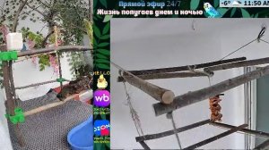 Волнистые попугаи 🦜🦜🦜 | авиарий на балконе📍