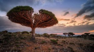 Застрявший на острове Сокотра в Йемене турист рассказал об обстановке в регионе