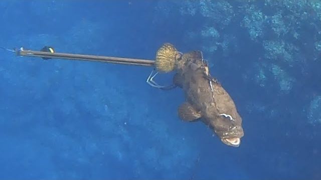 Подводная охота / Поймали монстра. Пятнистый групер, 21 кг. смотреть онлайн