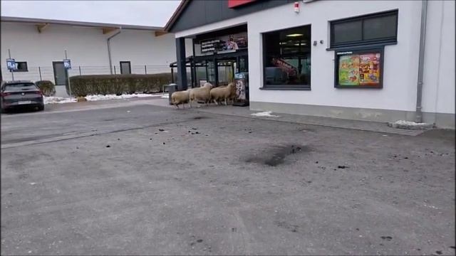 Они сбежали с пастбища и пошли в супермаркет смотреть онлайн