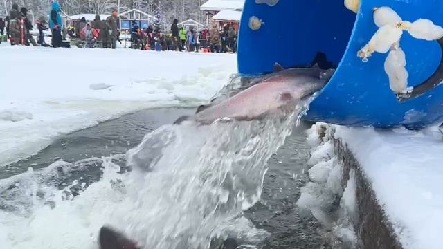 Запуск форели гольца смотреть онлайн