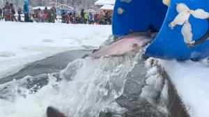 Запуск форели гольца