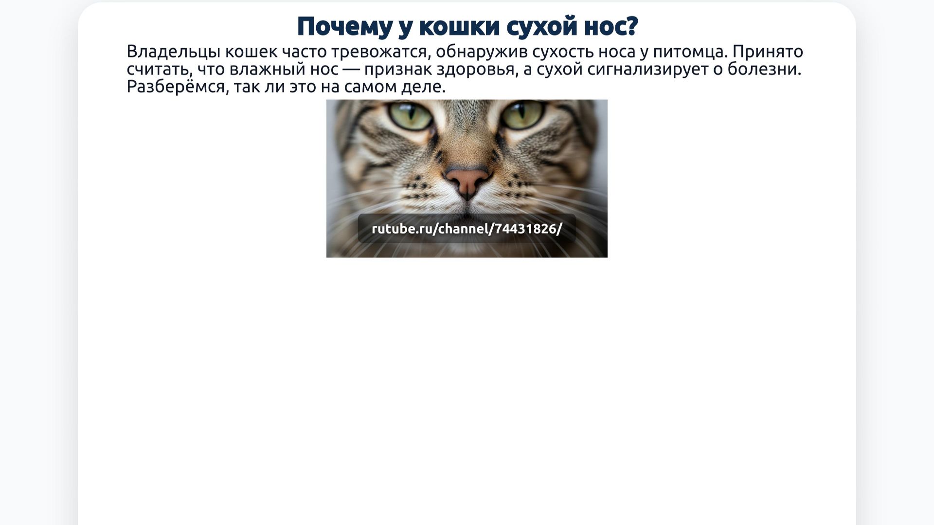 Почему у кошки сухой нос?