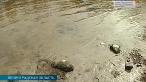 "Следы Гипербореи". Вести - Санкт-Петербург. 2016 г.