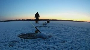 РЫБАЛКА НА СУДАКА.ЛОВЛЯ СУДАКА НА ТЮЛЬКУ.река ВОЛГА.