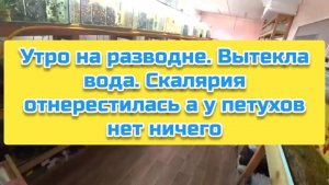 Утро на разводне. Вытекла вода. Скалярия отнерестилась а у петухов нет ничего