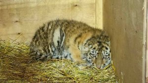 Супружеская пара спасла истощенного тигренка в Хабаровском крае