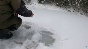 РЫБАЛКА НА КОСЫНКИ. ПЕРВЫЙ ТРОФЕЙ 2026 ГОДА. ОДИН В ЛЕСУ