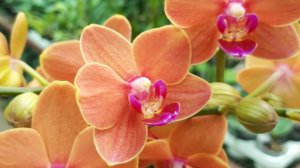 07-01-2026.пересадка Орхидеи Паприка в кору.