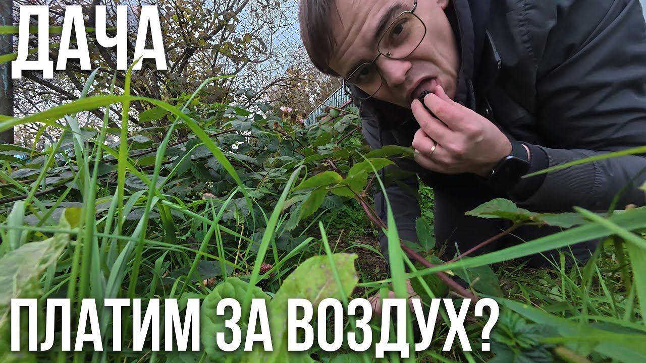 Что делать, если взносы на даче растут, а сад умирает? смотреть онлайн