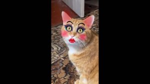 #смешныевидео -625