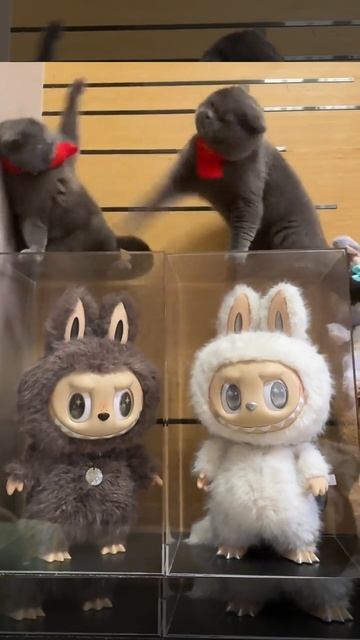 Моя лабуба лучше, нет моя! смотреть онлайн