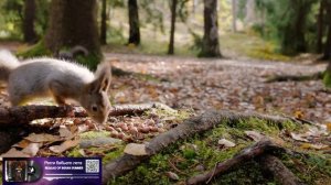 Регги бабьего лета