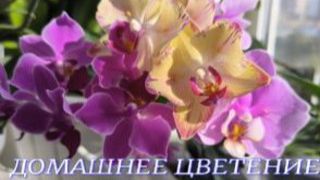 №1160/ ЦВЕТЕНЕЕ орхидей на МОЁМ подоконнике. Часть №2 смотреть онлайн
