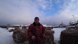 Вопросы-ответы. Зимний рацион питания у коров и людей.