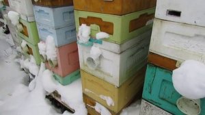 работа на пасеке в январе , пчела Карника в малоформатном улье, 6.01.2026 год