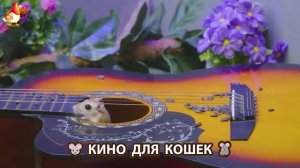 Видео для кошек про крысок развлекать питомцев 🐭🐀😂 (422)