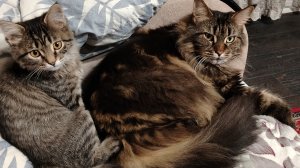 Домашний влог #1 от 07.01.2026. Прогулка, покупки, дети